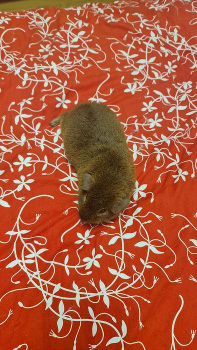 Тедді морський свин