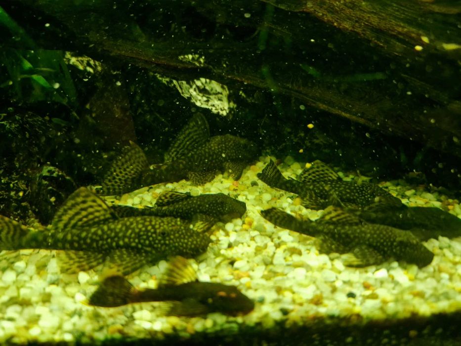 Glonojady z domowej hodowli