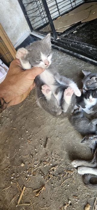 Gatinhos para dar