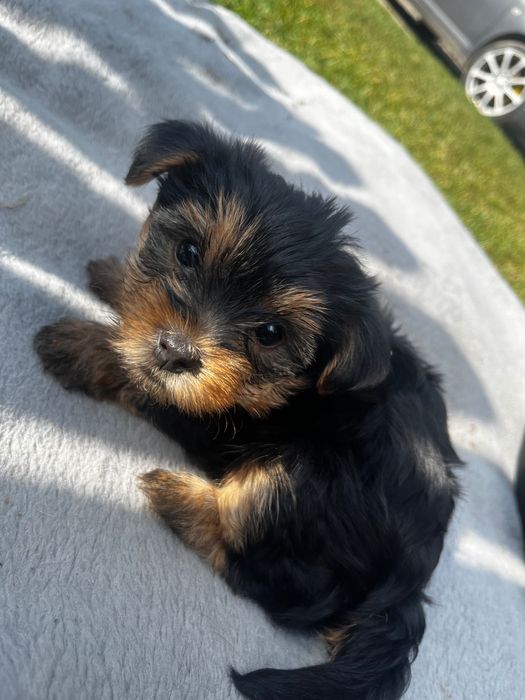 Szczeniak Yorkshire Terrier