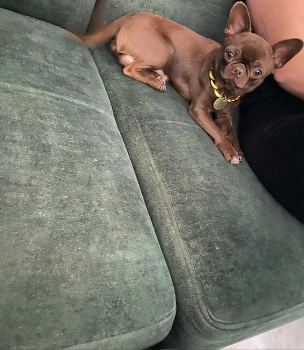 Reproduktor chihuahua