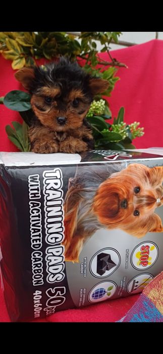 Класні,милі малята -йорчики.