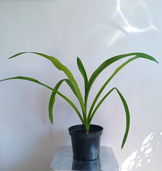 Гіменокаліс та Кринум, лілії азіатські кімнатні