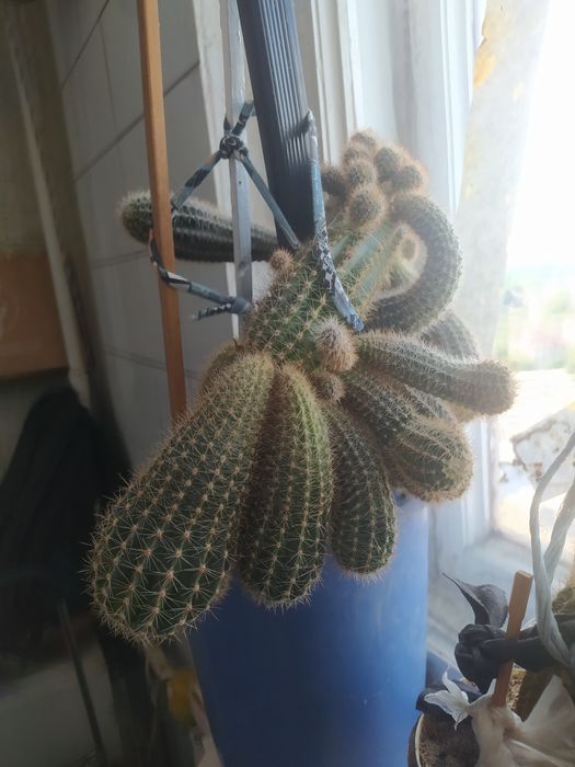 Кактусы многолетние