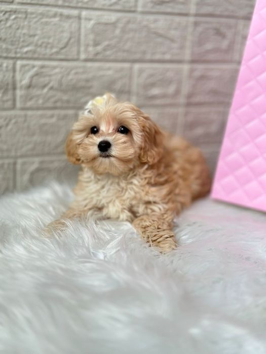 Міні цуцики, мальтипу, хлочик та дівчинка