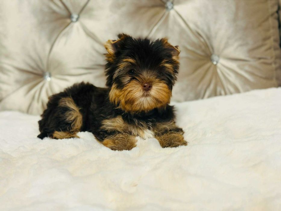 York Czekoladowy malutki - tylko do Kochania