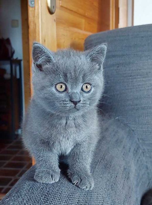 Brytyjczyk Brytyjczyki Kocięta Brytyjskie z Rodowodem Kotka