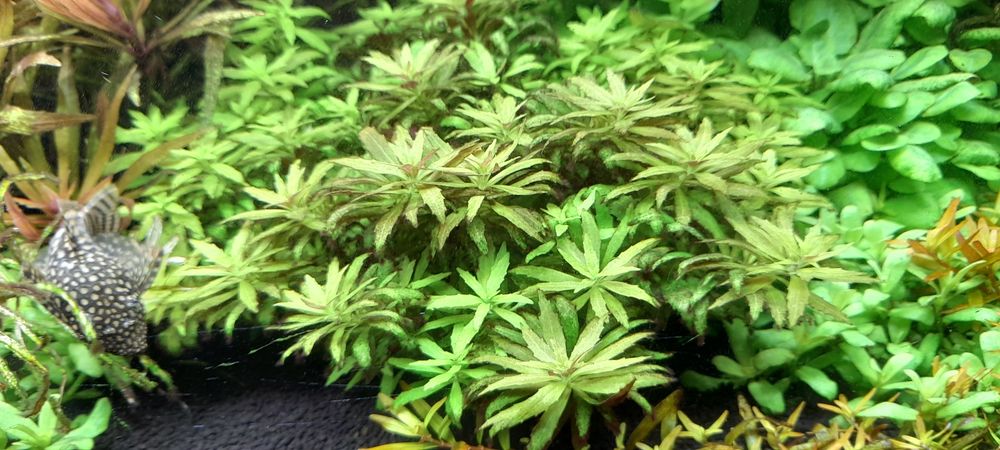 Limnopihilia  aromatica mini roślina akwariowa
