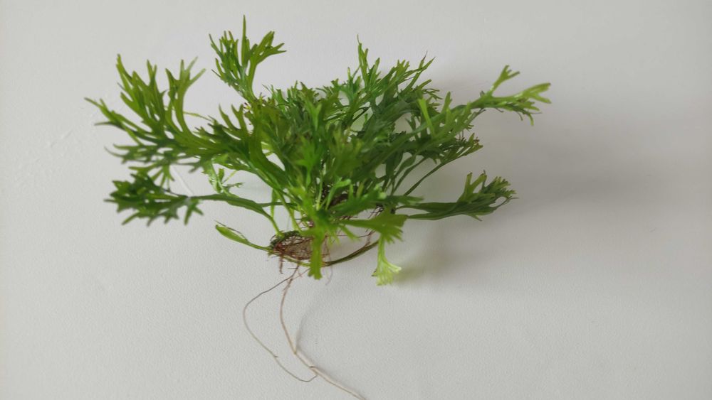 Plantas Aquario Feto Java Windelov