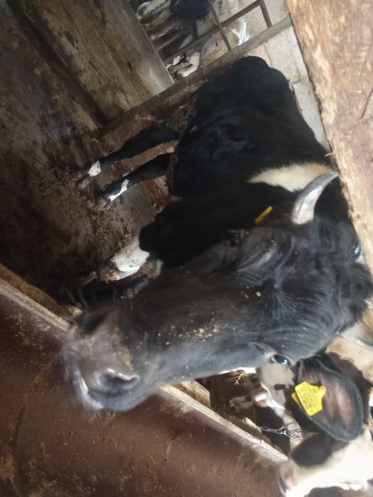 Jałówka półtora roku