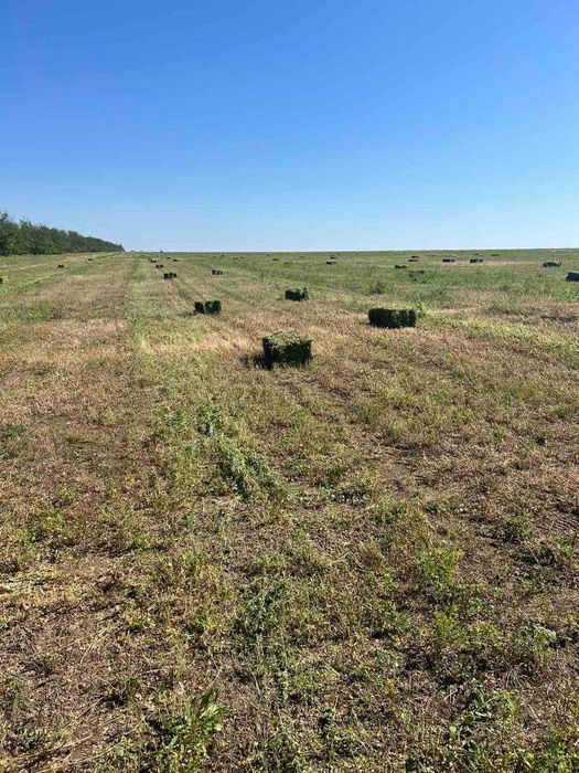 Продам  сіно люцерни
