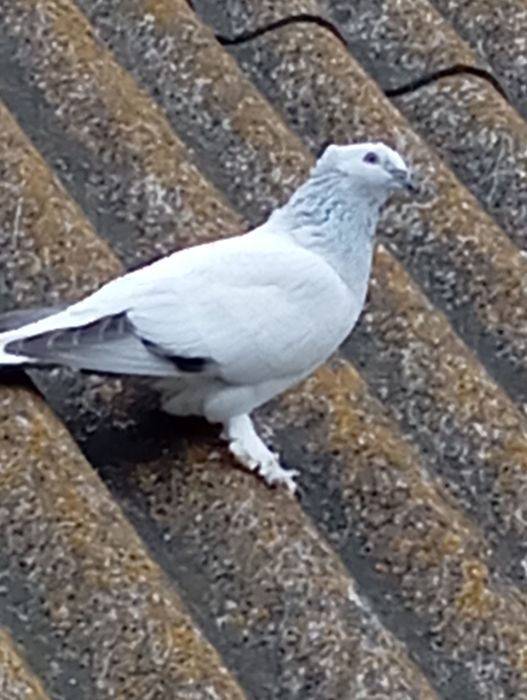 Такла. Голуби. Клітка.