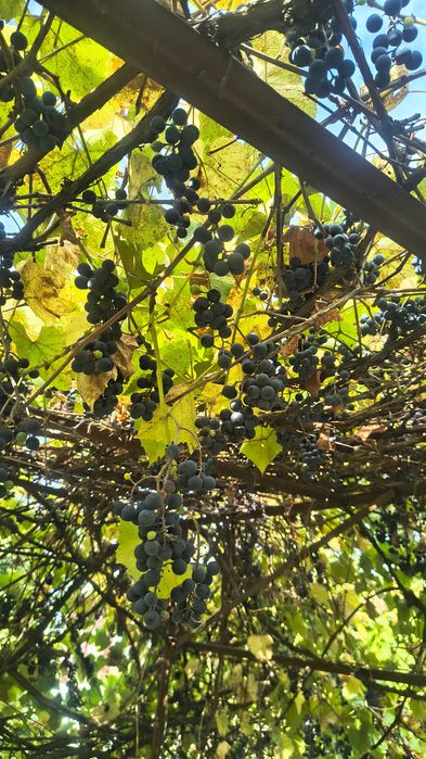 Winogron naturalny