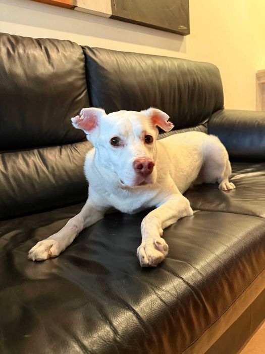 Snow para adoção responsável