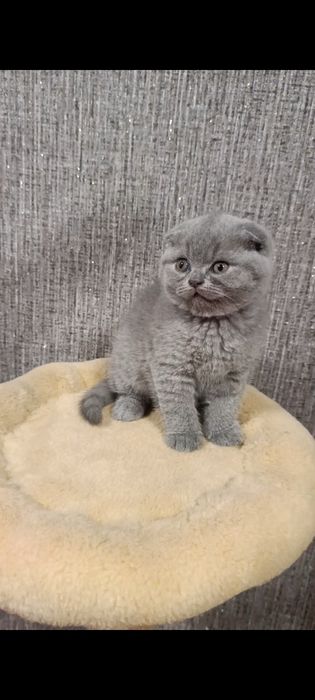 Розкішні кошенята