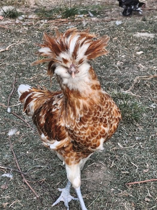 Koguty Czubatka olbrzymia, kochin miniatura,karzełek łapciaty parka