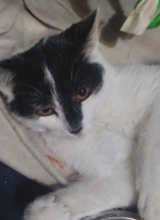 Przecudne kociaki szukają domu