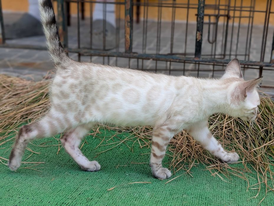 Snow Gatinho de bengala (macho)