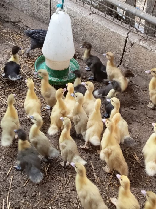 Patos mudos raça grande