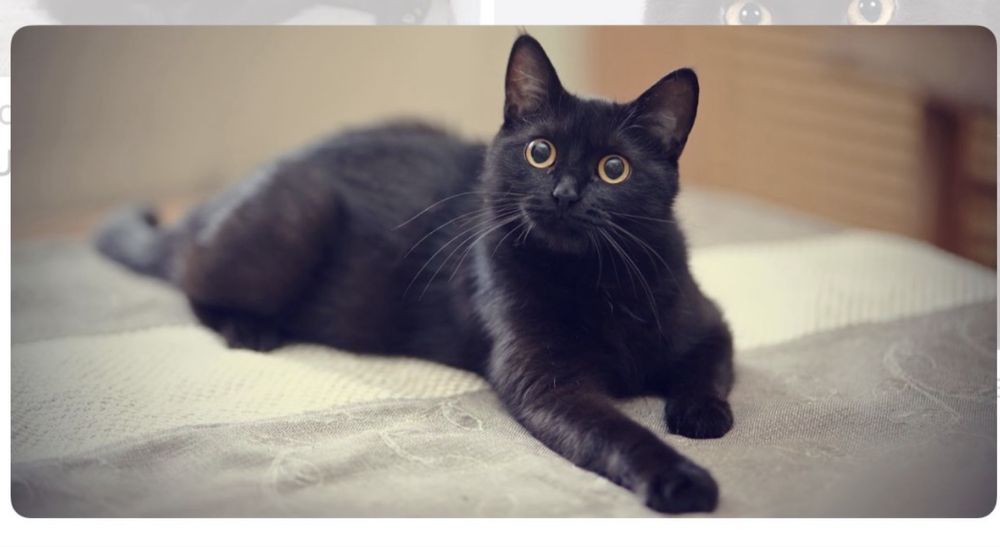 Фото для привернення уваги )))Шукаю кошеня, без породи 2-3 місяці.