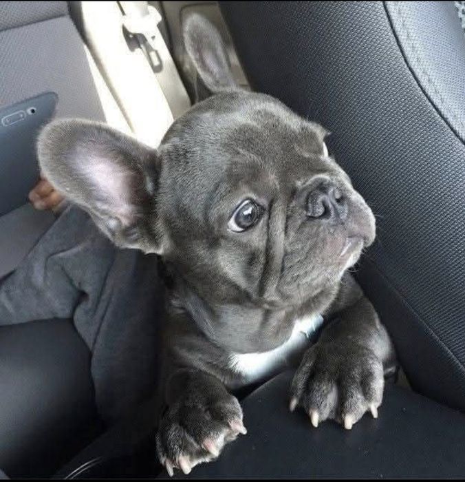 Франики в голубом, сером окрасе