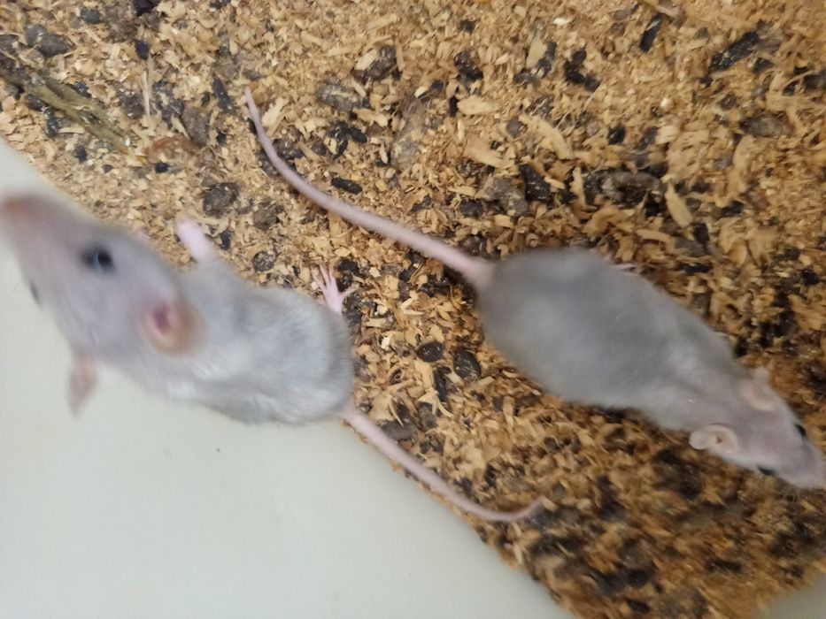 Продам крысы,мыши.