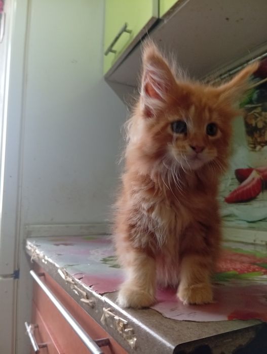 Котята Мэйн Куна