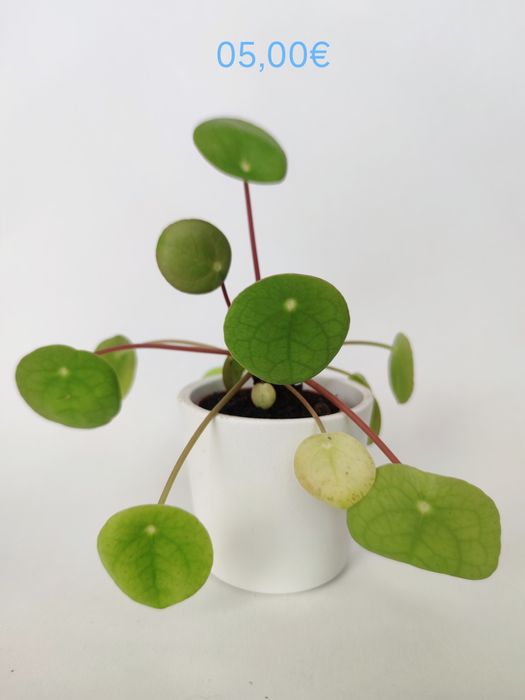 Planta bebé pilea peperomioides