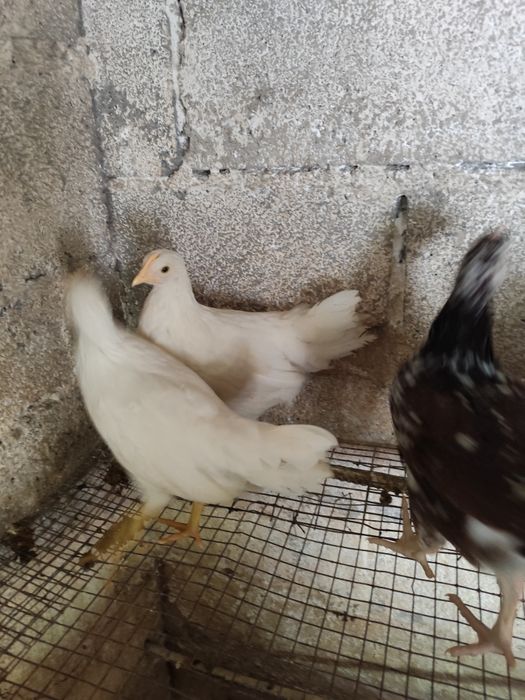 Vendo casal de legorne puros