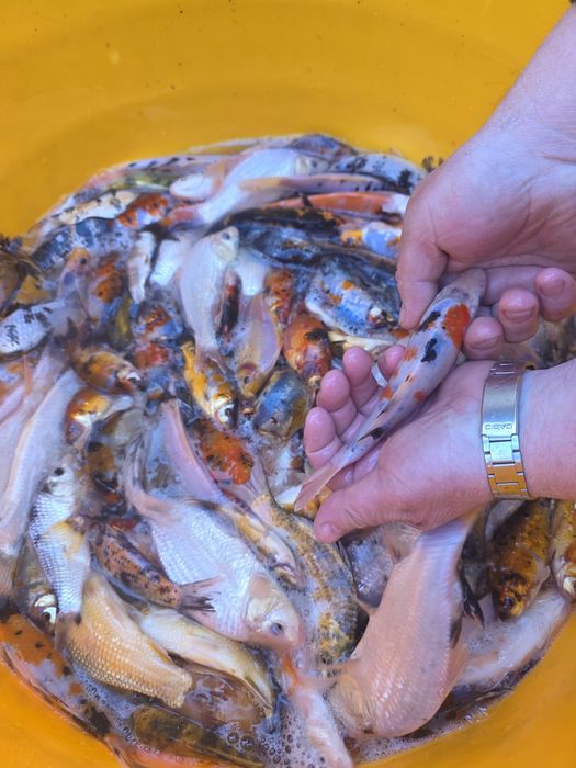 Koi karp karaś złota orfa