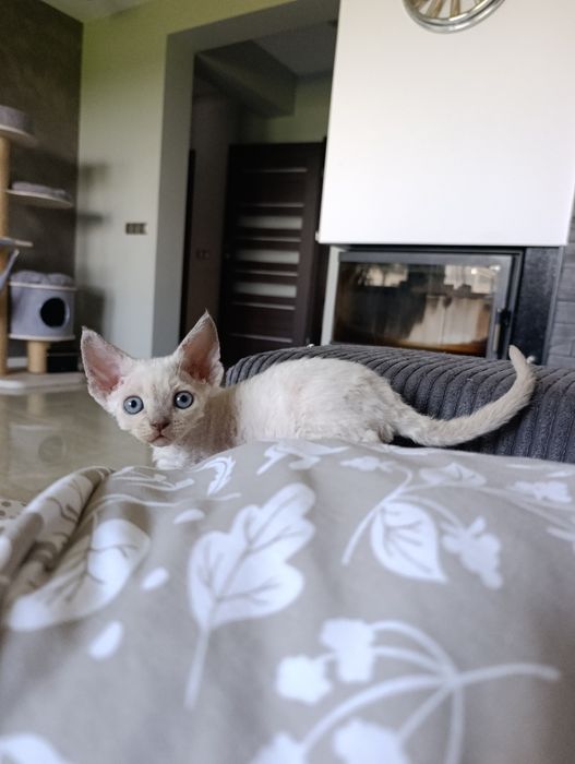 Kocurek Devon rex point rodowód FPL