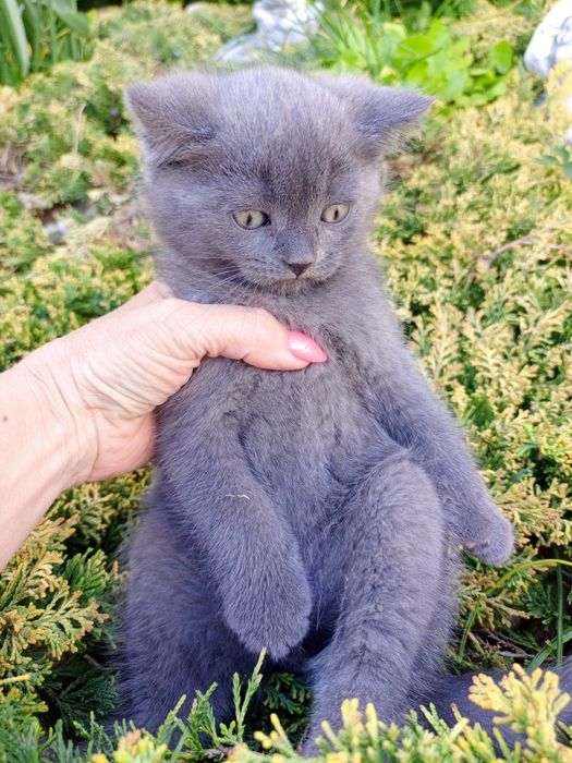 Кошеня шотландська вісловуха. Окрас блакитний.