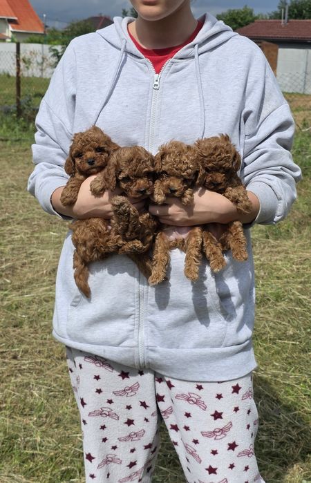 Той пуделя від тедді пуделя (Китай)! Є " Оплата частинами"