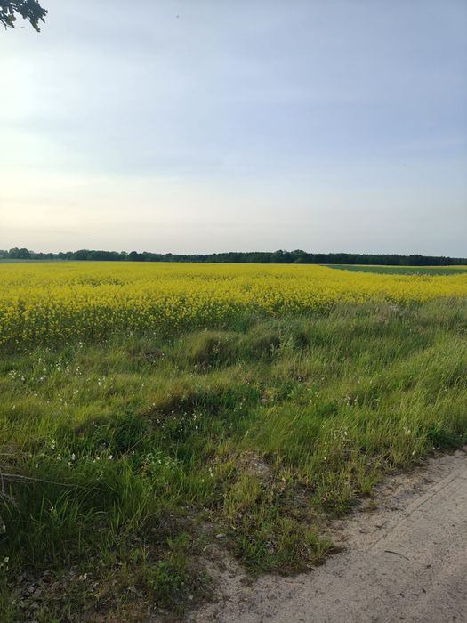 Gorczyca biała gracja poplon