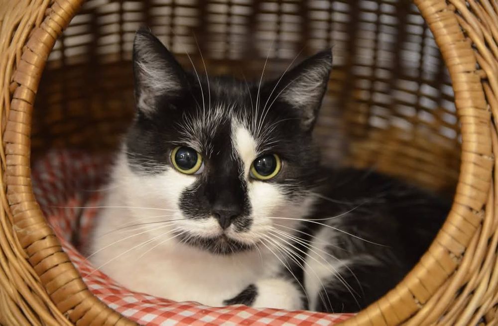 Kot ideał Buki do adopcji