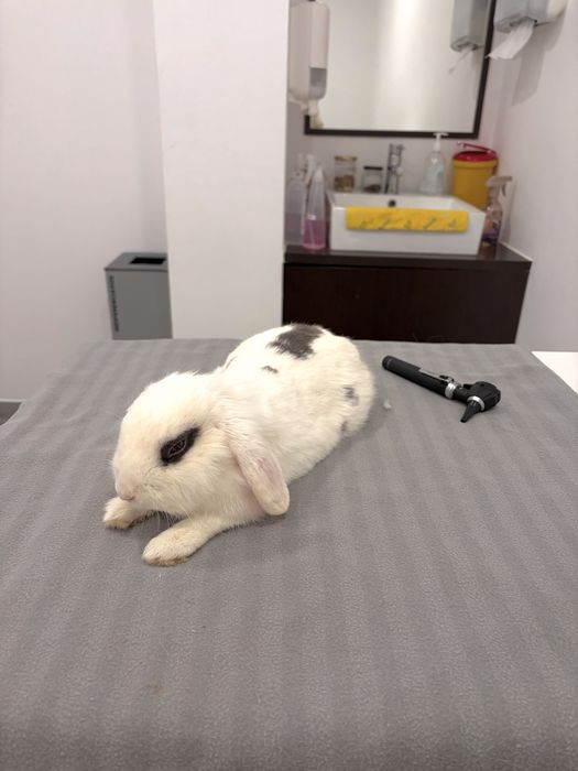 Coelhos Lop adoção