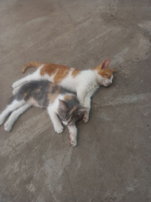 Котята  бескоштовно