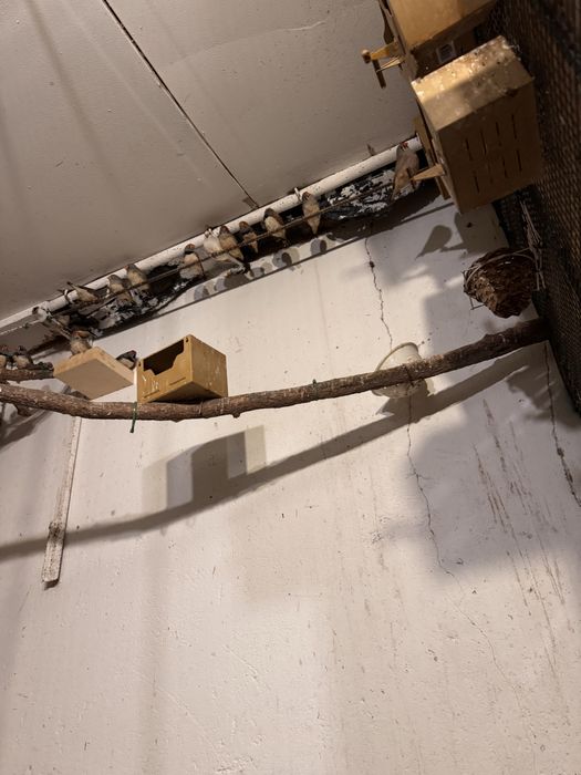 Priquitos, rolas diamante, mandarins e caturras para ceder