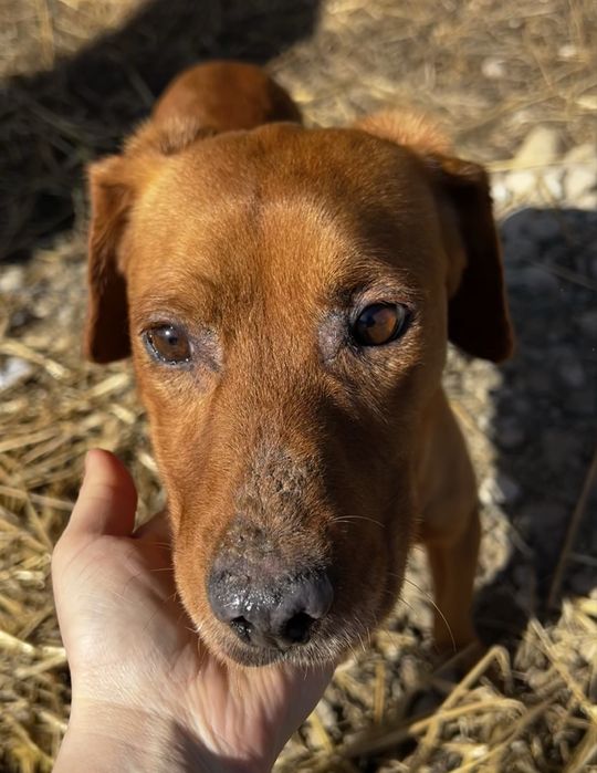 Pies piesek mieszaniec