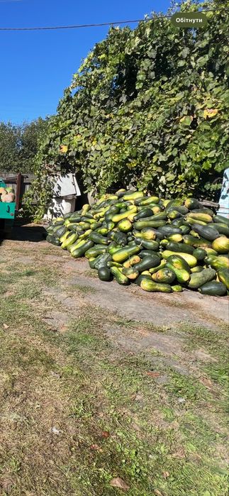 Гарбуз на корм худобі та птиці. Свіжий, недорого.