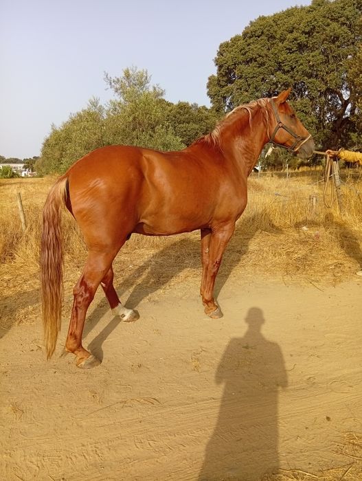Cavalo manso montado