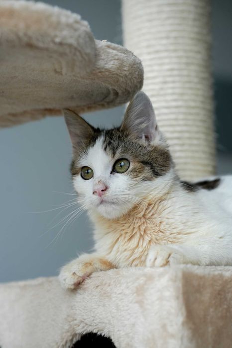 Alva - mała kotka o wielkim sercu i odwadze do adopcji!