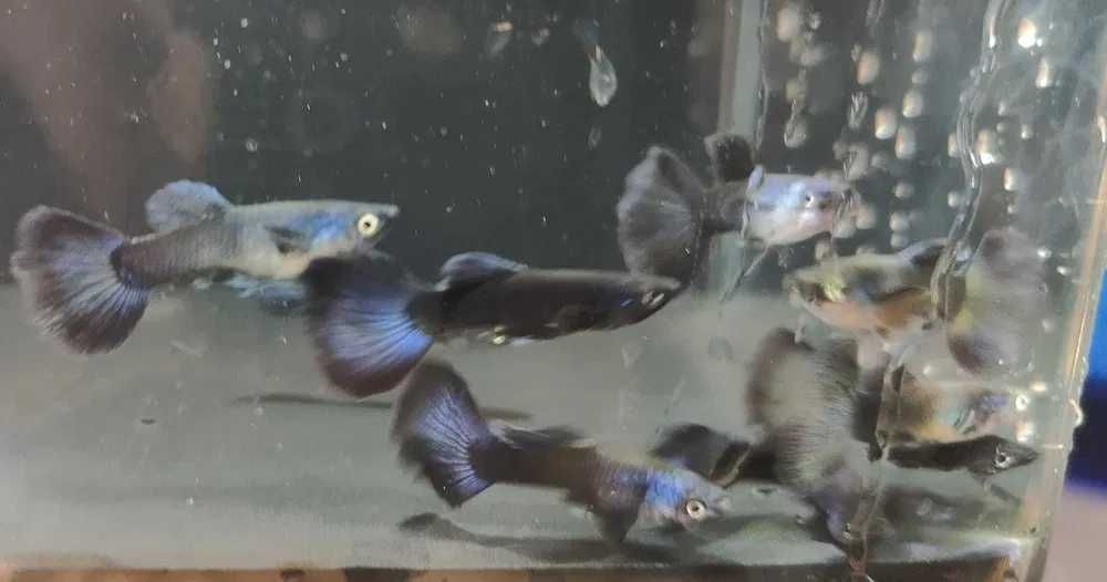 GUPPYS com garantia de envio vivo em Portugal Continental