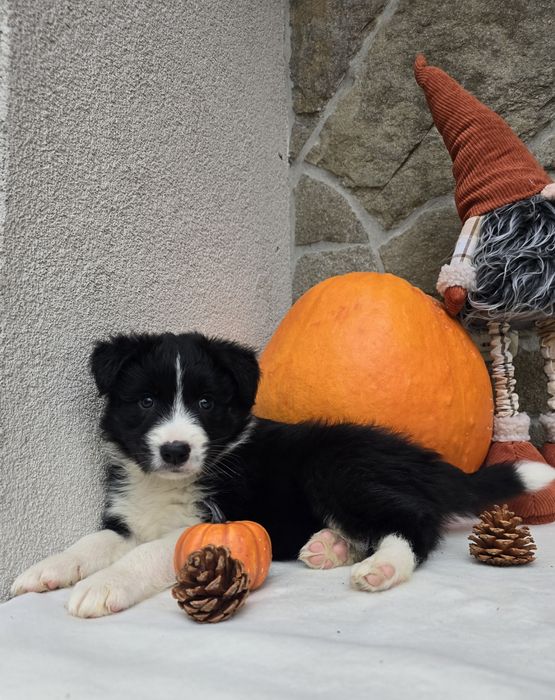 Border Collie piesek czarno-biały