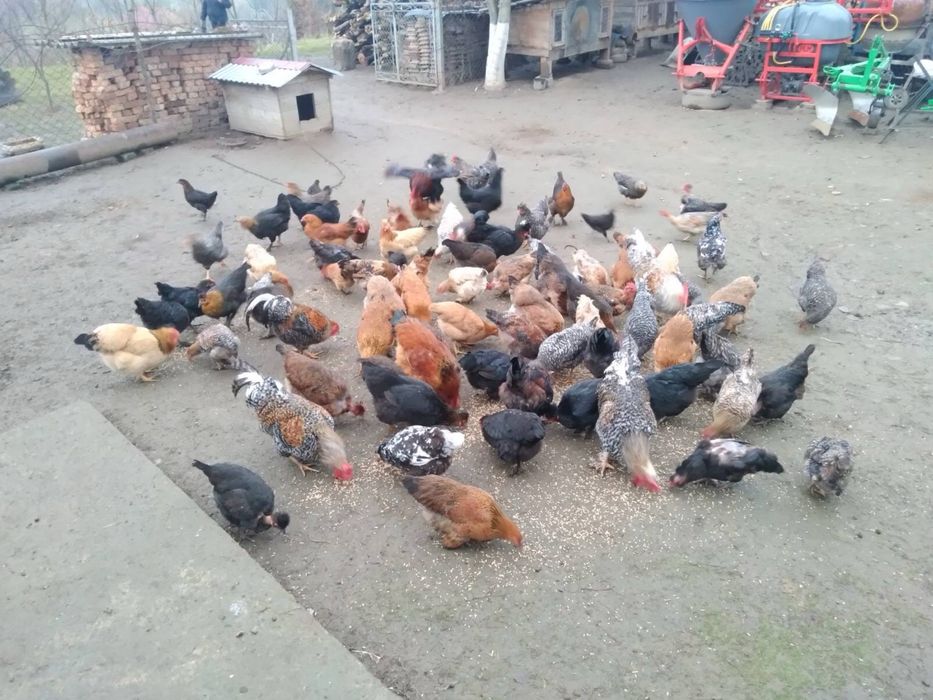 Продам кури домашні