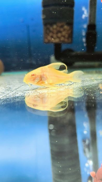 Sprzedam Kirysy Albinos