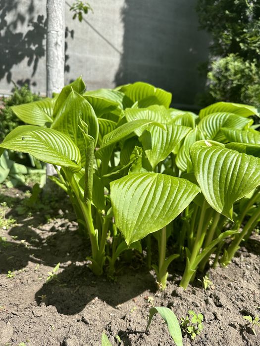 Продам Хосту шикарные огромные и маленькие кустики