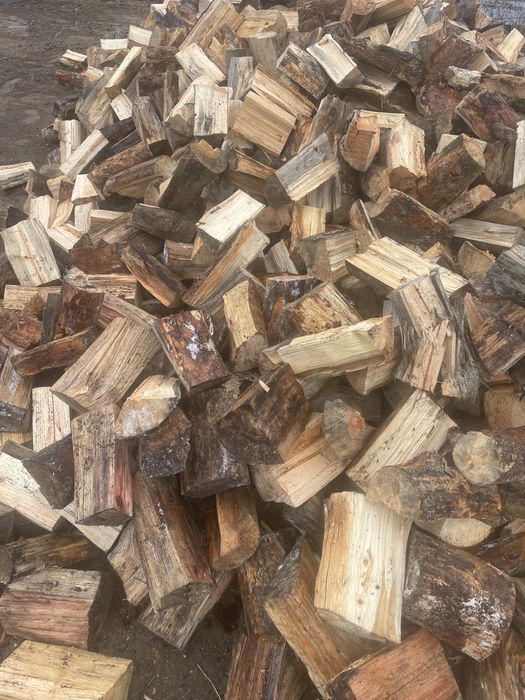 Sosna opalowa polecam