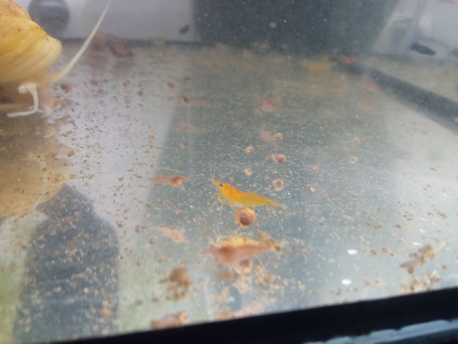 Krewetki akwariowe Mix po 3zl