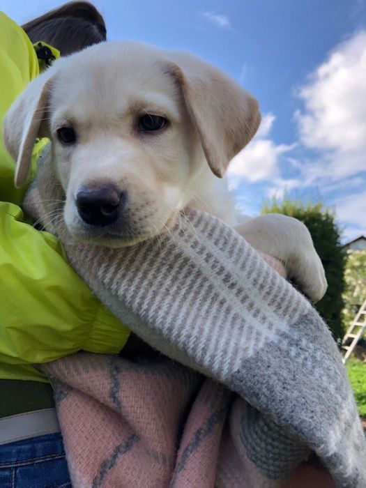 Лабрадори від чемпіонів Украіни